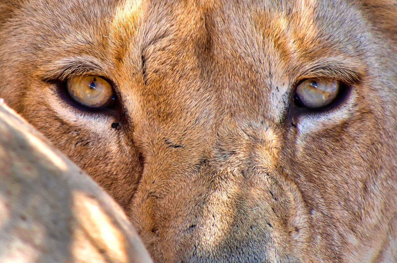 Lion Safari Park