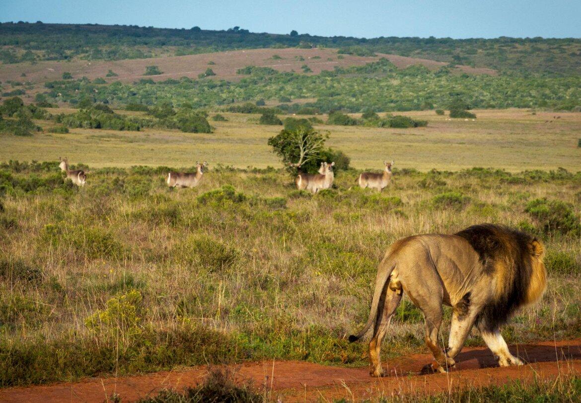 Ukutula Walk with the Lions