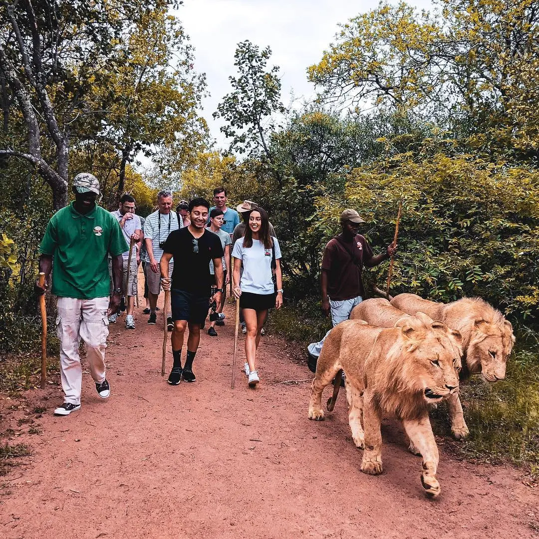 Ukutula — Walk with the Lions