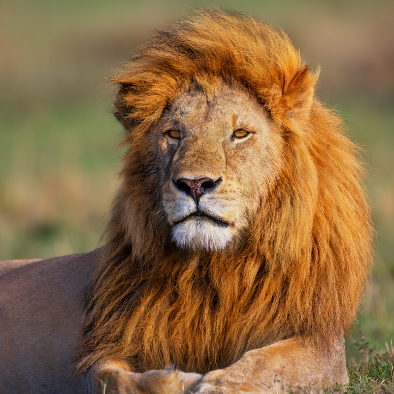 Lion Safari Park