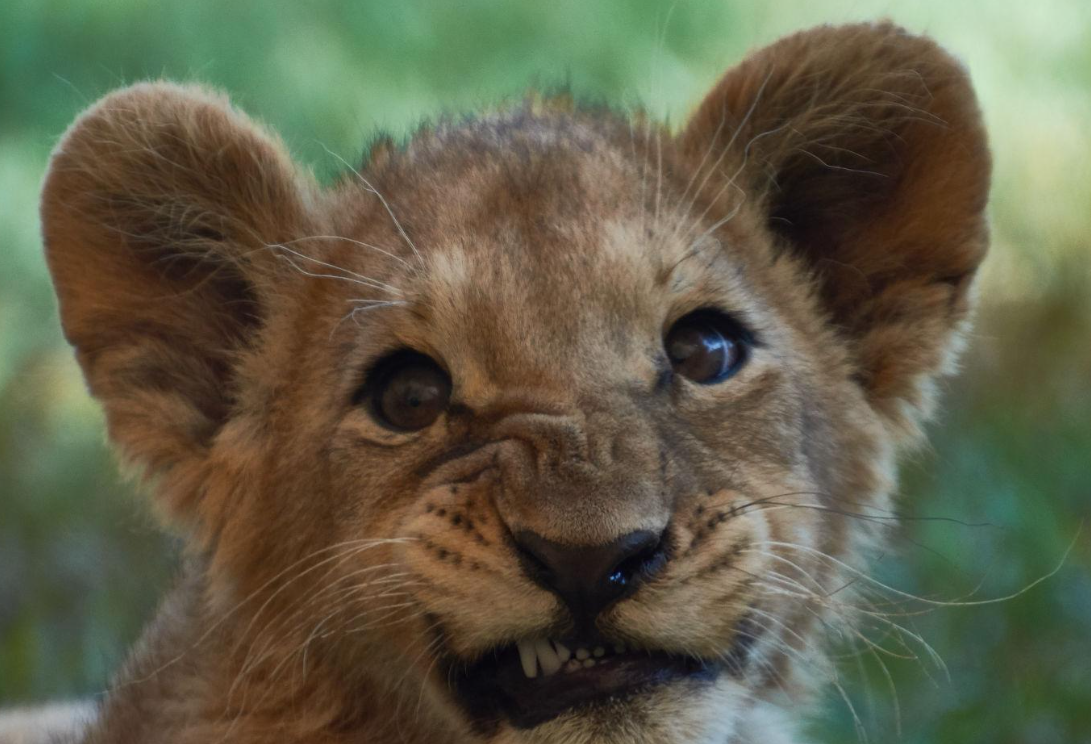 Lion Safari Park