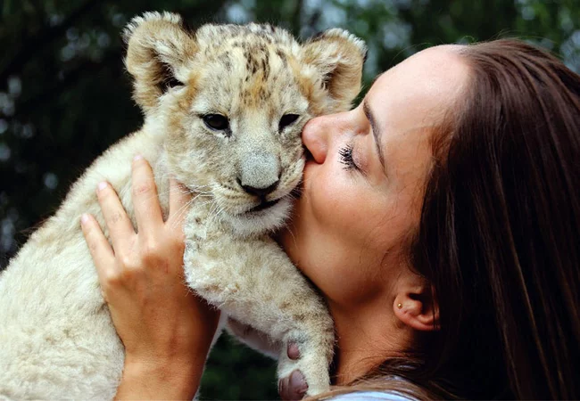 Walk With the Lions