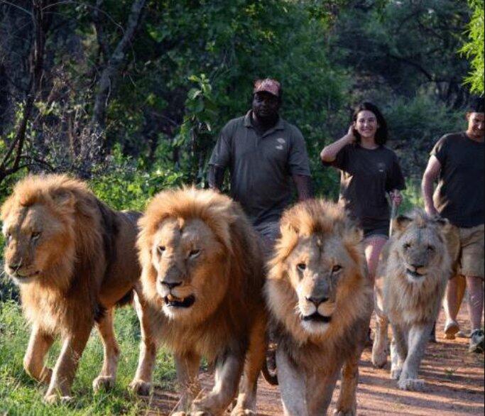 Walk With the Lions