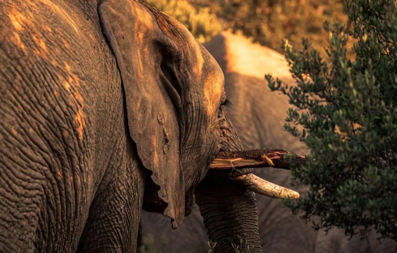 Safari from Johannesburg — private guided experiences from Johannesburg