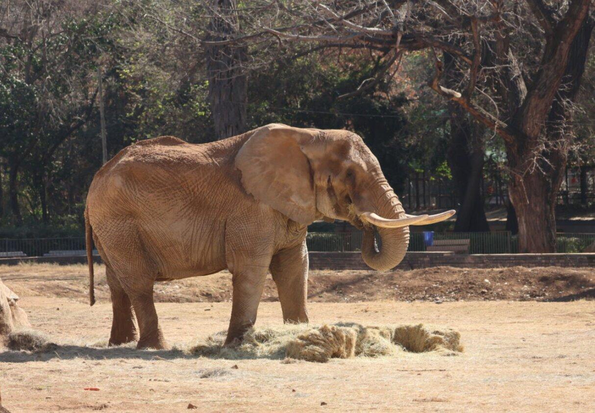 Pretoria Zoo family-friendly private tour add-on