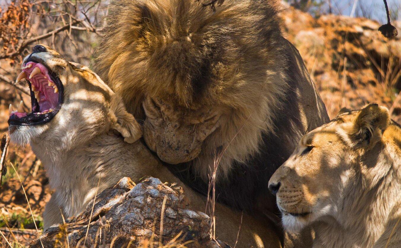Lion Park