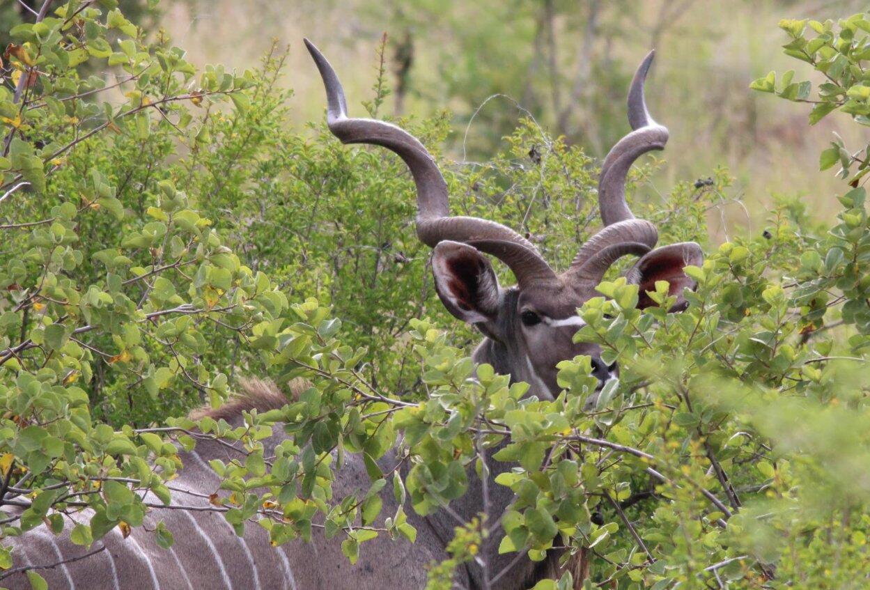 Pilanesberg National Park Day Trip